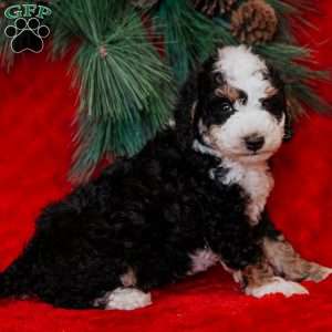 Bimbo, Mini Bernedoodle Puppy